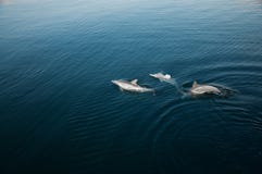 Três golfinhos que jogam no mar imagem de stock Três golfinhos que jogam no mar imagem de stock