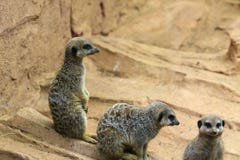 Três Meerkats junto fotografia de stock royalty free Três Meerkats junto fotografia de stock royalty free