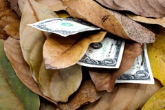 Três notas de dólar na pilha de Autumn Leaves fotos de stock Três notas de dólar na pilha de Autumn Leaves fotos de stock