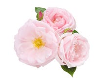 Três pálidos - rosas cor-de-rosa isoladas no branco fotografia de stock Três pálidos - rosas cor-de-rosa isoladas no branco fotografia de stock