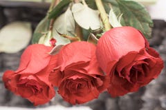 Três rosas Rosa vermelha dá flores Dia do `s do Valentim imagens de stock royalty free Três rosas Rosa vermelha dá flores Dia do `s do Valentim imagens de stock royalty free