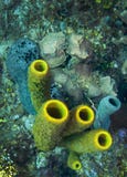 Tube Sponge - Belize Royalty Free Stock Photo Tube Sponge - Belize Royalty Free Stock Photo