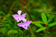 Tuberous Grass-pink - Calopogon tuberosus - a pink orchid wildflower growing in a bog
