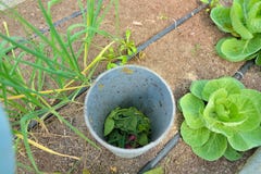 Tubo della composta in orto organico immagine stock libera da diritti Tubo della composta in orto organico immagine stock libera da diritti