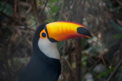 Tucan bird in a rescue center in Bolivia stock image Tucan bird in a rescue center in Bolivia stock image