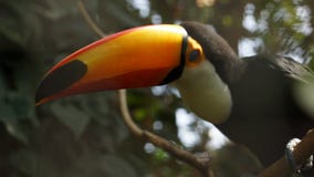 Tucan сидя на журнале представляя для камеры стоковые фотографии rf Tucan сидя на журнале представляя для камеры стоковые фотографии rf
