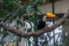 Tucan σε έναν κλάδο σε ένα κλουβί στοκ εικόνα Tucan σε έναν κλάδο σε ένα κλουβί στοκ εικόνα