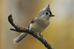 Free Tufted Titmouse Royalty Free Stock Image - 17241396