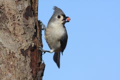 Free Tufted Titmouse Royalty Free Stock Photo - 4142895