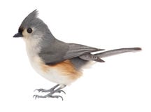 Free Tufted Titmouse, Baeolophus Bicolor, Isolated Stock Images - 18330184