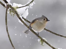 Free Tufted Titmouse In Snow Royalty Free Stock Image - 18558606