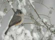 Free Tufted Titmouse In Snow Storm Royalty Free Stock Photo - 13115085