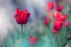 Tuin van tulpen de kleurrijke bloemen, Webbanner of kopbal Abstracte macrofoto Artistieke Achtergrond Fantasieontwerp Kleurrijk B royalty-vrije stock afbeeldingen Tuin van tulpen de kleurrijke bloemen, Webbanner of kopbal Abstracte macrofoto Artistieke Achtergrond Fantasieontwerp Kleurrijk B royalty-vrije stock afbeeldingen