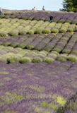 Tuinhoogtepunt van lavendel in Ostrà ³ w 40 km van Krakau De geur en de kleur van lavendel staan bezoekers toe om als in de Prove royalty-vrije stock afbeeldingen Tuinhoogtepunt van lavendel in Ostrà ³ w 40 km van Krakau De geur en de kleur van lavendel staan bezoekers toe om als in de Prove royalty-vrije stock afbeeldingen