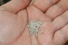 Tuinieren, die thuis planten mens het zaaien zaden in germinatiedoos stock afbeeldingen Tuinieren, die thuis planten mens het zaaien zaden in germinatiedoos stock afbeeldingen