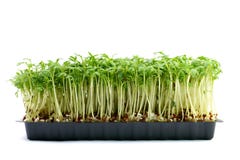 Tuinkers stock foto Tuinkers stock foto
