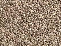 Tukmaria Seeds (basil Seeds) Tukmaria Seeds (basil Seeds)
