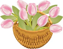 Tulip Basket Royalty Free Stock Photography