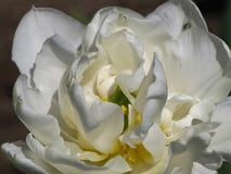Tulip Detail branca dobro na luz solar foto de stock Tulip Detail branca dobro na luz solar foto de stock