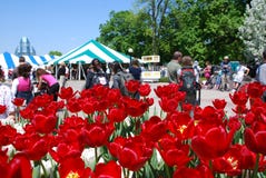 Tulip Festival in Ottawa royalty free stock photo Tulip Festival in Ottawa royalty free stock photo