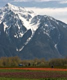 Tulip Field And Majestic Mount Royalty Free Stock Image Tulip Field And Majestic Mount Royalty Free Stock Image