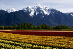 Tulip Fields Royalty Free Stock Photo