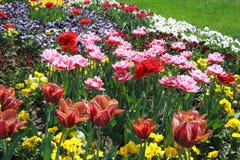 Tulip Flower Background - foto för vårblommamateriel royaltyfria foton Tulip Flower Background - foto för vårblommamateriel royaltyfria foton