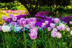 tulip flower blooming in a park royalty free stock photography tulip flower blooming in a park royalty free stock photography