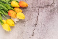Tulip flower with crack white cement background spring concept stock photo Tulip flower with crack white cement background spring concept stock photo