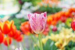 Tulip flowers royalty free stock photo Tulip flowers royalty free stock photo