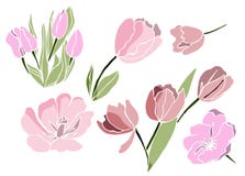Tulip flowers in vector isolated on white vector illustration Tulip flowers in vector isolated on white vector illustration