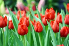 Tulip Garden Royalty Free Stock Image