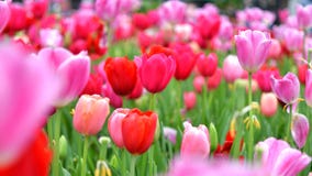 Tulip garden fully bloomed Tulips stock photography Tulip garden fully bloomed Tulips stock photography