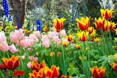 Tulip Garden vibrante photos stock Tulip Garden vibrante photos stock