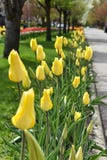 Tulip Lined Washington Boulevard, Hollande, Michigan photos stock Tulip Lined Washington Boulevard, Hollande, Michigan photos stock