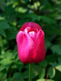 tulip?n rosado hermoso Flores para el querido El lugar para la enhorabuena a?ade su texto primer Foco borroso imagenes de archivo tulip?n rosado hermoso Flores para el querido El lugar para la enhorabuena a?ade su texto primer Foco borroso imagenes de archivo