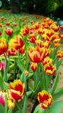 Tulip Set of different color tulip flowers stock photos Tulip Set of different color tulip flowers stock photos