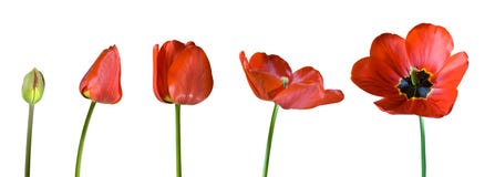 Tulip Stages Stock Image Tulip Stages Stock Image