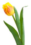 Tulipa amarela Imagens de Stock Tulipa amarela Imagens de Stock
