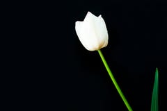 Tulipa branca isolada em um fundo preto imagem de stock Tulipa branca isolada em um fundo preto imagem de stock