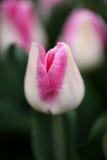 Tulipa cor-de-rosa e branca foto de stock Tulipa cor-de-rosa e branca foto de stock