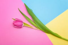 Tulipa cor-de-rosa em um fundo três-colorido Vista superior imagens de stock Tulipa cor-de-rosa em um fundo três-colorido Vista superior imagens de stock