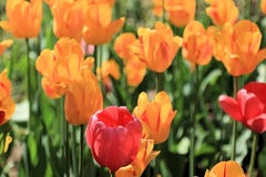 Tulipa vermelha no fundo de tulipas multicoloridos fotografia de stock Tulipa vermelha no fundo de tulipas multicoloridos fotografia de stock
