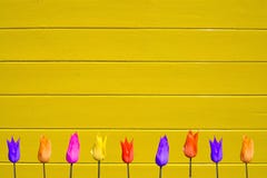 Tulipanes en fondo de madera pintado amarillo fotografía de archivo Tulipanes en fondo de madera pintado amarillo fotografía de archivo