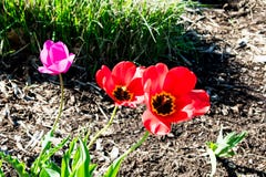 Tulipanes florecientes que disfrutan de un d?a llenado sol imagenes de archivo Tulipanes florecientes que disfrutan de un d?a llenado sol imagenes de archivo