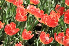 Tulipanes hermosos que florecen en primavera foto de archivo Tulipanes hermosos que florecen en primavera foto de archivo