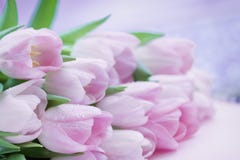 Tulipanes rosados con el primer del rocío La primavera florece, fondo floral romántico natural del extracto fotografía de archivo libre de regalías Tulipanes rosados con el primer del rocío La primavera florece, fondo floral romántico natural del extracto fotografía de archivo libre de regalías