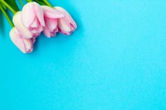 Tulipanes rosados en el fondo azul Endecha plana, visión superior Fondo de las tarjetas del día de San Valentín imágenes de archivo libres de regalías Tulipanes rosados en el fondo azul Endecha plana, visión superior Fondo de las tarjetas del día de San Valentín imágenes de archivo libres de regalías