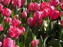 Tulipanes rosados hermosos que crecen en Alabama en febrero foto de archivo Tulipanes rosados hermosos que crecen en Alabama en febrero foto de archivo