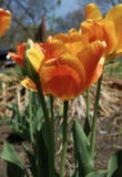 Tulipani arancio e gialli in fioritura immagine stock libera da diritti Tulipani arancio e gialli in fioritura immagine stock libera da diritti